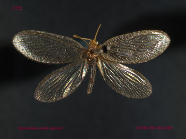 Photo of Hemerobius ovalis by Spencer Entomological Museum